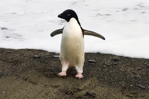 https://pict-a.sindonews.net/dyn/850/pena/news/2021/11/12/40/597651/tersesat-pinguin-antartika-ini-berenang-3000-km-ke-selandia-baru-bkm.jpg