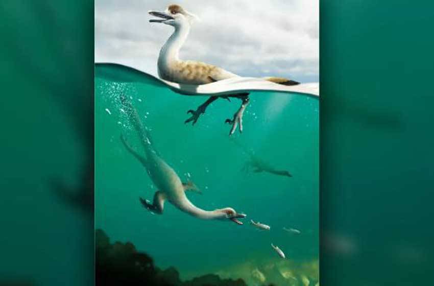 Penemuan Fosil Natovenator Polydontus, Dinosaurus Predator