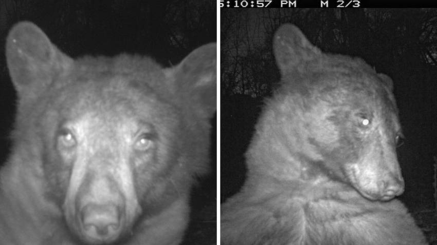 Sabotase CCTV, Beruang Ini Selfie 400 Kali dalam 1 Malam