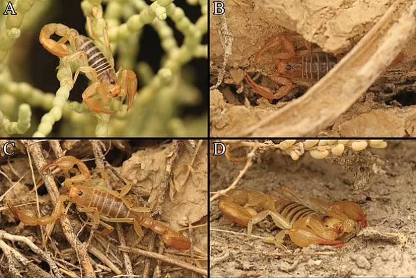 Spesies Kalajengking Baru Ditemukan di Gurun California, Punya Sepasang Pencapit Bergerigi