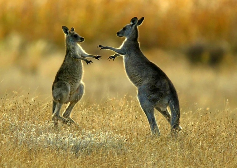 Mengapa Hewan di Australia Cenderung Banyak dan Unik, Ini Jawabannya