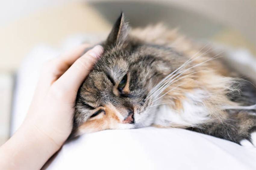11 Penyakit pada Kucing dan Cara Mengobatinya