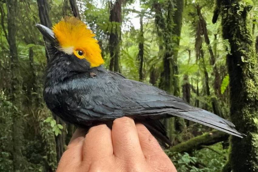 Burung Spektakuler Kembali Muncul setelah Menghilang Puluhan Tahun