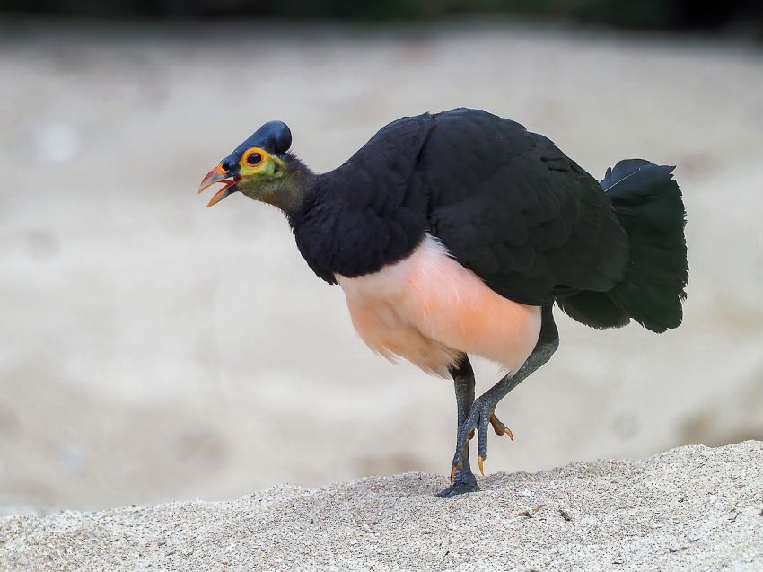 Inilah Burung yang Terancam Punah di Indonesia, Nomor 2 hanya Tersisa Ratusan Ekor