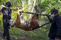 Diduga Diracun, Seekor Harimau Sumatra Mati di Kawasan Perkebunan