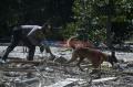 Polisi Kerahkan Anjing Pelacak Bantu Cari Korban Banjir Bandang di Luwu Utara