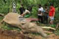 Gajah Jinak Mati Mendadak di Aceh Jaya
