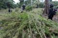 BNN Aceh Musnahkan 15 Ribu Batang Pohon Ganja