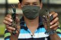 Budidaya Lobster Air Tawar Tak Terdampak Pandemi Covid-19