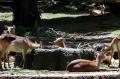 Taman Safari Bogor Batasi Jumlah Pengunjung