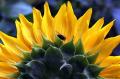 Melihat Cantiknya Bunga Matahari Hiasi Bantaran Kali Malang