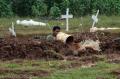 Pemakaman Jenazah Covid-19 Unit Kristen di TPU Tegal Alur Tersisa 200 Petak