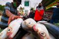 Jelang Imlek, Pedagang Ikan Bandeng Mulai Bermunculan di Rawa Belong