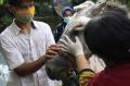 Pelayanan Kesehatan Rutin Kuda di Jakarta