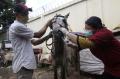 Pelayanan Kesehatan Rutin Kuda di Jakarta