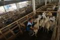 Warga Kendal Kembangkan Budi Daya Domba di Tengah Pandemi Covid-19