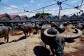 Pasar Kerbau Terbesar di Dunia ada di Toraja