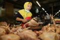 Minggu Pertama Ramadhan, Harga Ayam Potong Merangkak Naik
