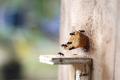 Melihat Budidaya Lebah Madu di Hutan Kota Srengseng