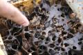 Melihat Budidaya Lebah Madu di Hutan Kota Srengseng