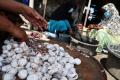 Ikan Terung, Ceruk Ekonomi Masyarakat Pesisir Kenjeran Surabaya