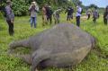 Ditemukan Tanpa Kepala, Gajah Sumatera Ini Mati Dibunuh di Kawasan Perkebunan
