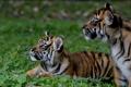 Lucunya Bayi Harimau Sumatera di Taman Safari Prigen