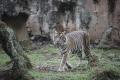 Tino, Harimau Sumatera yang Terpapar Covid-19 di Ragunan