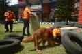 Pelatihan Anjing SAR untuk Bencana Alam