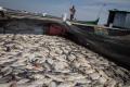 Ribuan Ikan Keramba Mati di Waduk Kedung Ombo Sragen