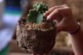 Pot Cantik Ramah Lingkungan Berbahan Limbah Pelepah Pisang