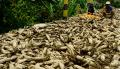 Ratusan Tanaman Jagung Terendam Banjir Lumpur di Mamuju