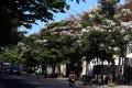 Cantiknya Bunga Tabebuya Bermekaran di Kota Surabaya