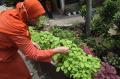 Budidaya Urban Farming di Semarang Kembali Bergeliat