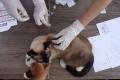 Menggemaskan, Begini Reaksi Kucing-Kucing Lucu Saat Disuntik Vaksin