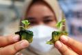 Mahasiswa Surabaya Ajak Warga Manfaatkan Lahan Kosong Jadi Lahan Pertanian Kota