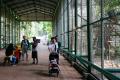 Kembali Dibuka, Anak Dibawah 12 Tahun Boleh Masuk ke Taman Margasatwa  Ragunan