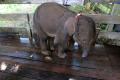 Duh Kasihan, Belalai Anak Gajah Ini Nyaris Putus Akibat Terkena Jeratan