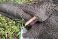 Gajah Sumatera Mati Tersengat Listrik di Kebun Sawit