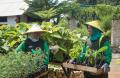 Tingkatkan Pemakaian Bahan Bakar Alternatif, SIG Tanam Pohon Kaliandra Merah di Sumbar dan Jawa Timur