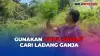 Polisi Libatkan BRIN Gunakan Citra Satelit Temukan 5 Ha Ladang Ganja di Sumut