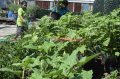 Warga Semarang Budidaya Sayuran Organik di Tengah Pandemi Covid-19
