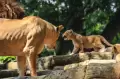 Kelahiran Dua Anak Singa di Kebun Binatang Bandung