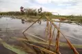 Petani Panen Paksa Padi Akibat Terendam Banjir