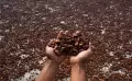 Harga Kakao Turun di Tingkat Petani