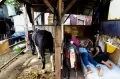 Pandemi Tak Kunjung Usai, Pendapatan Delman Wisata Terjun Bebas