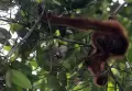 Orangutan Bergelantungan di Stasiun Penelitian Soraya Aceh