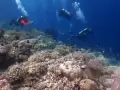 Menikmati Keindahan Bawah Laut Tomia Wakatobi