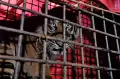 Penyelamatan Harimau Sumatera Korban Konflik di Jambi