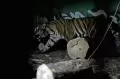 Penyelamatan Harimau Sumatera Korban Konflik di Jambi